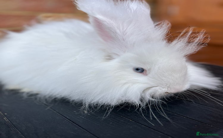 Angora rabbits - Advert 1