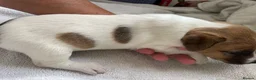 Jack Russell dogs for sale: Beautiful Jack Russell puppies  - Advert 12