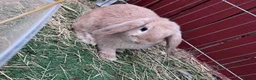 Mini Lop rabbits for sale: 2 female mini lop Rabbits (sister) with xl cage in Doncaster - Advert 3