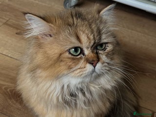 British Longhair cats Adult male British Longhair - Advert 15