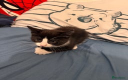 Mixed Breed cats for sale: 5 beautiful kittens  - Image 7