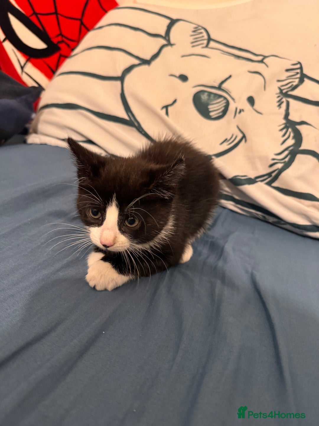 Mixed Breed cats for sale: 5 beautiful kittens  - Image 7