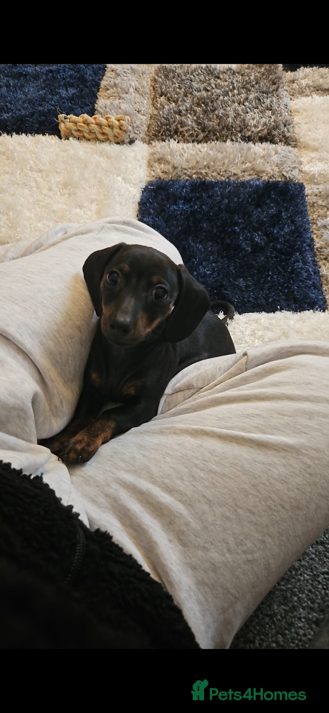 Miniature Dachshund dogs for sale: Miniature Dachshund - Advert 3