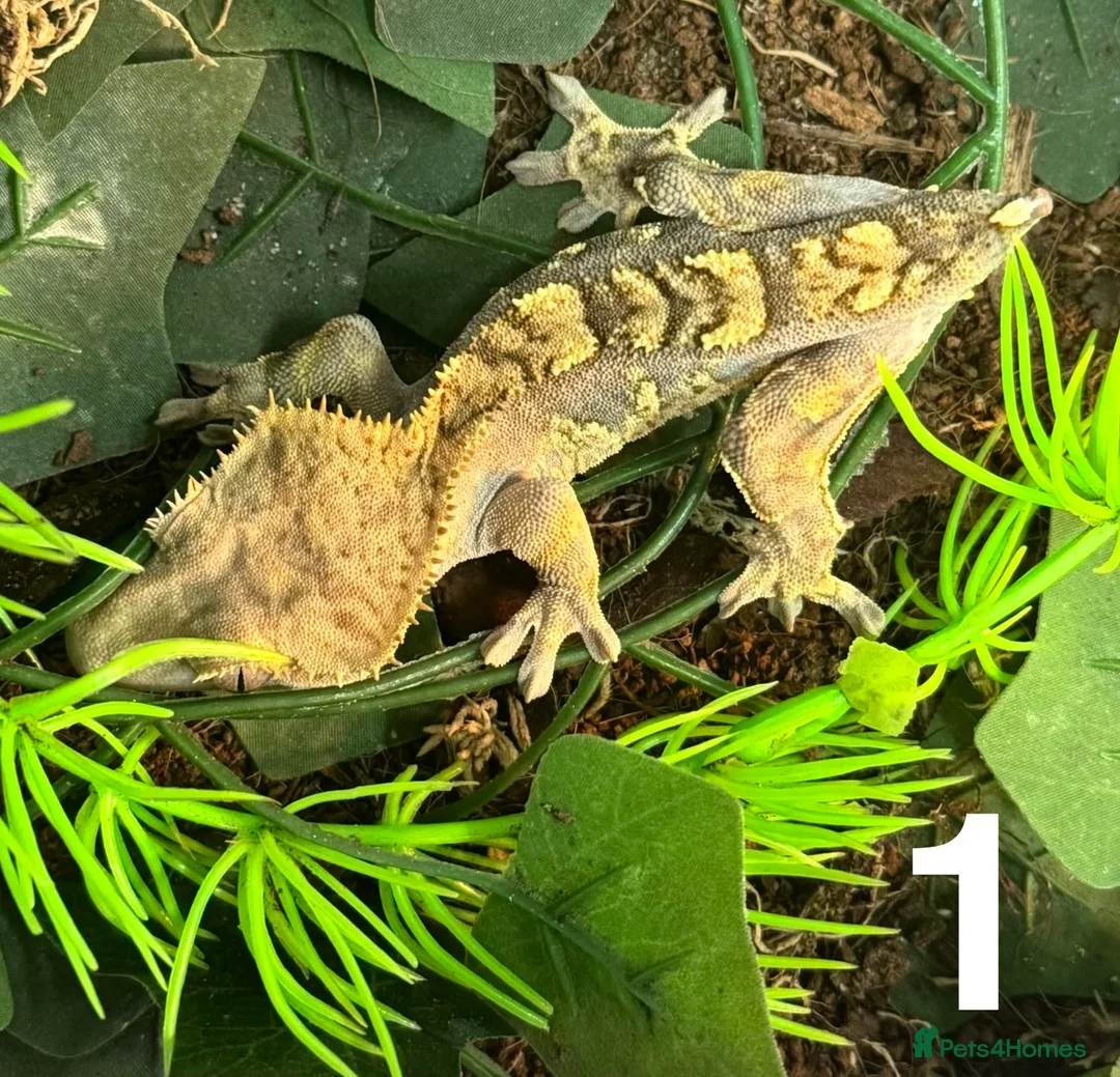 Gecko reptiles for sale: Baby crested geckos Birmingham - Advert 1