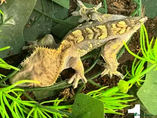 Gecko reptiles Baby crested geckos Birmingham - Advert 8