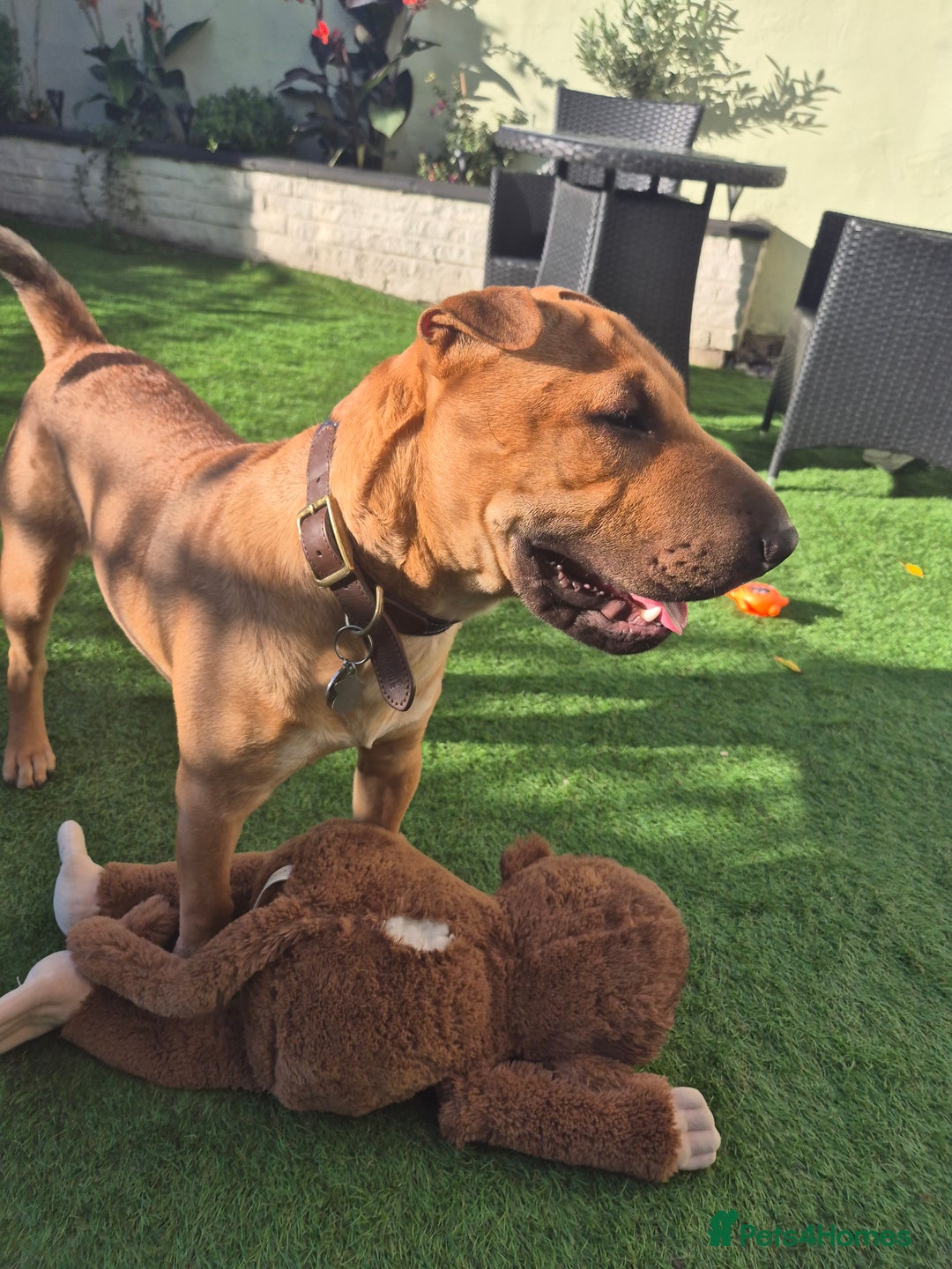 Mixed Breed dogs for sale: English bull terrier x shar pei - Image 1