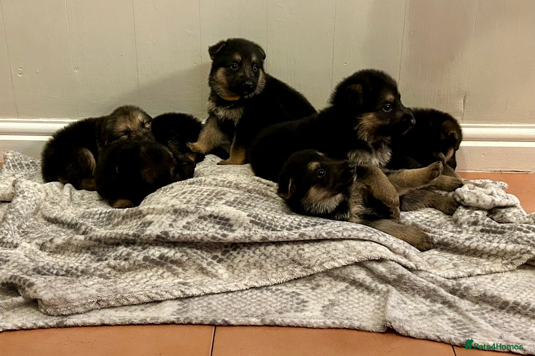 German Shepherd dogs for sale: 6 beautiful German Sheperd puppies  - Image 8