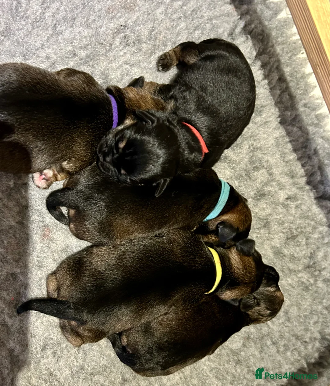 Border Terrier dogs for sale: Beautiful litter of Border terrier puppies - Advert 2
