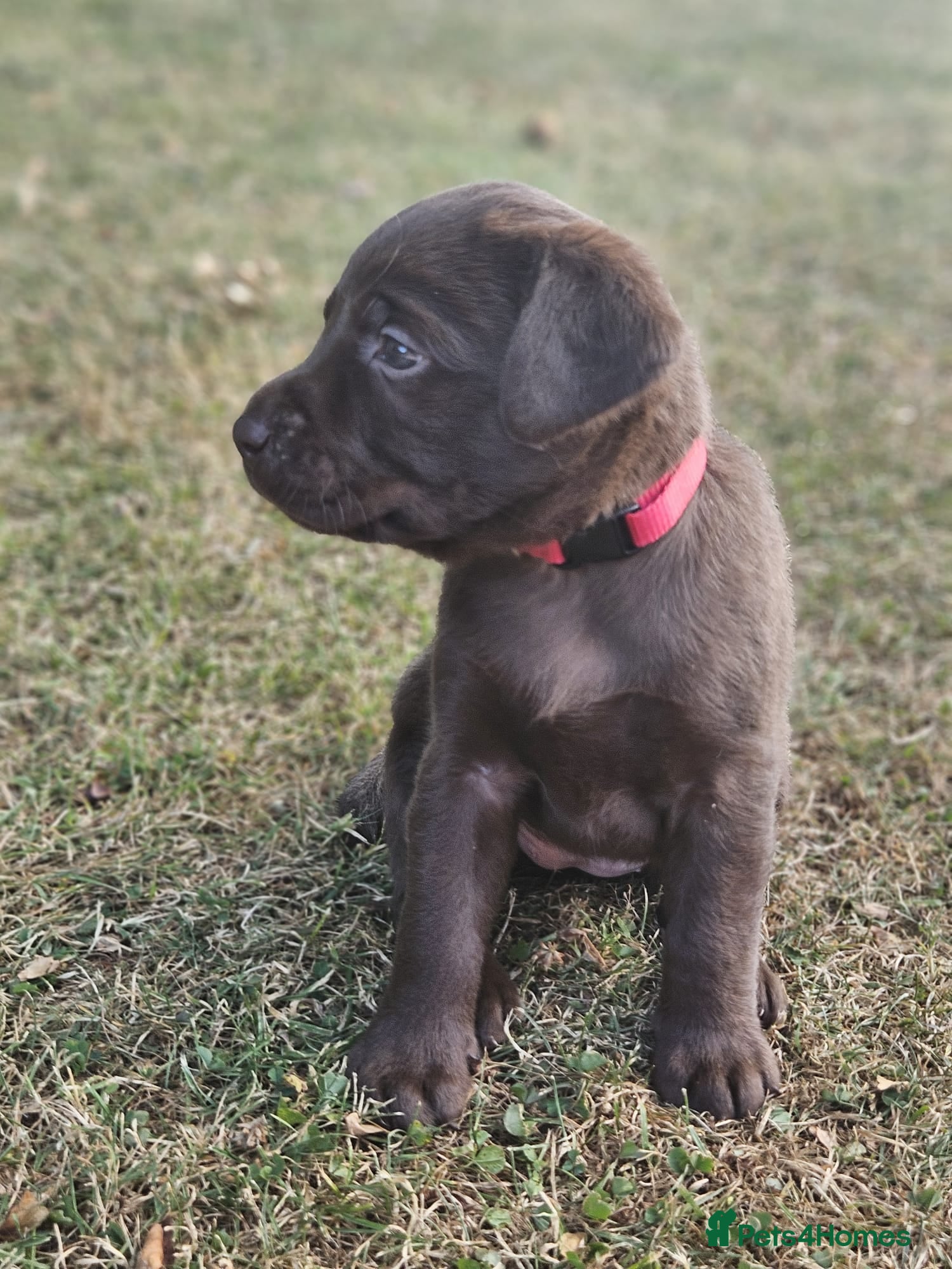 Labrador Retriever dogs KC registered, Chocolate Labrador Puppies - Advert 2