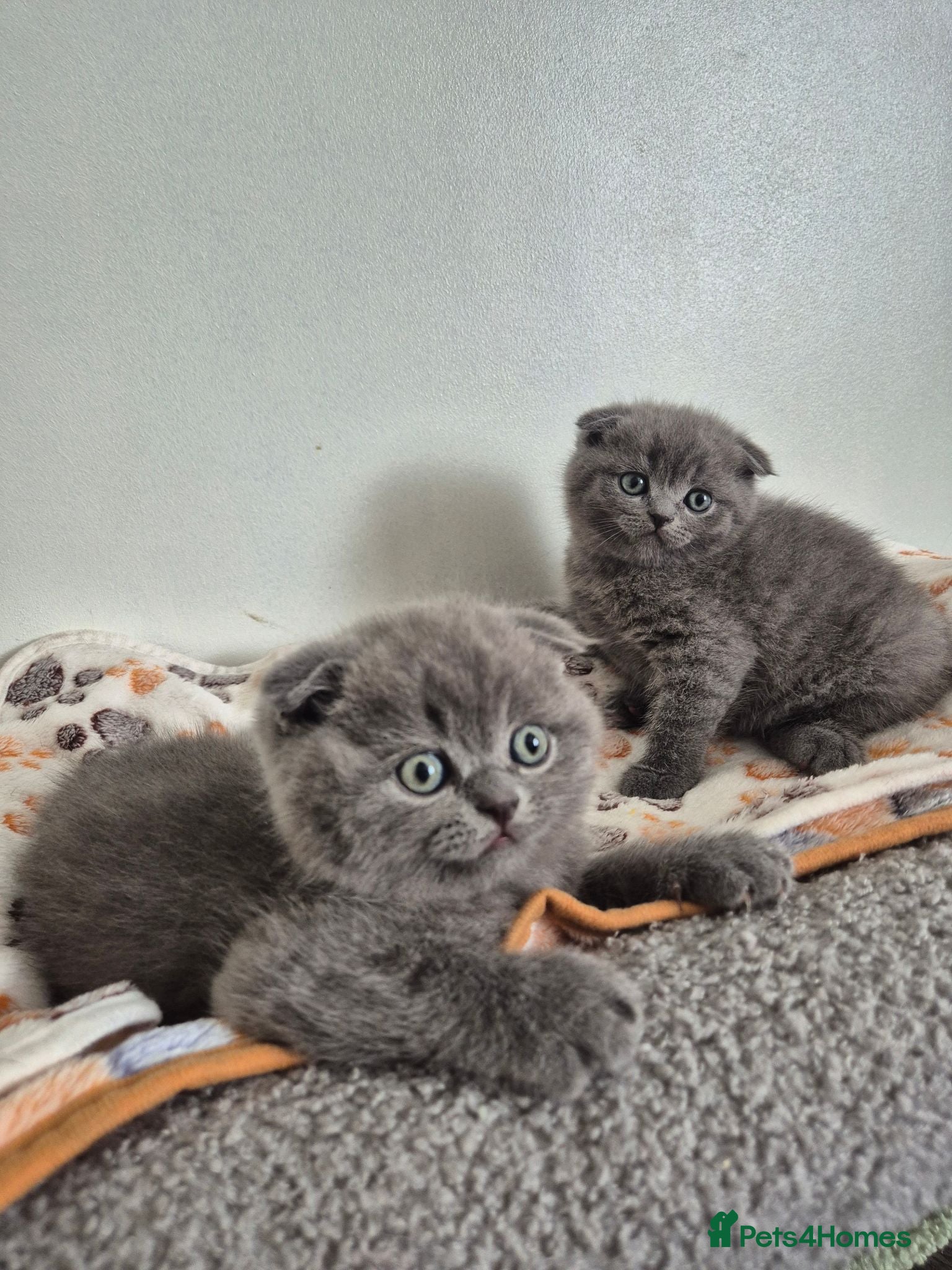 Scottish Fold cats Scottish Fold Kittens  - Advert 16