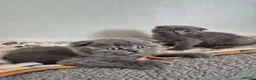 Scottish Fold cats for sale: Scottish Fold Kittens  - Advert 4
