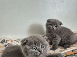 Scottish Fold cats Scottish Fold Kittens - Advert 16