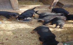 Rottweiler dogs for sale: Rottweiler pups for sale ready 8th oct pedigree   - Image 4