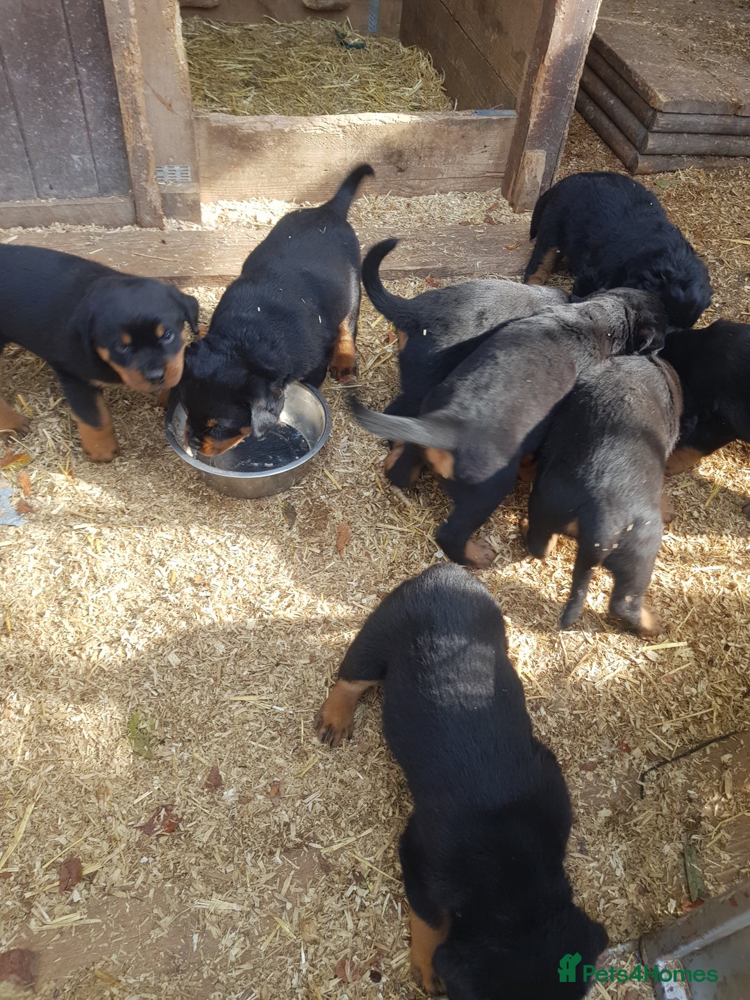 Rottweiler dogs for sale: Rottweiler pups for sale ready 8th oct pedigree   - Image 4
