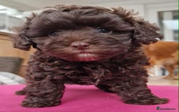 Mixed Breed dogs for sale: Mikipoos  - Image 4
