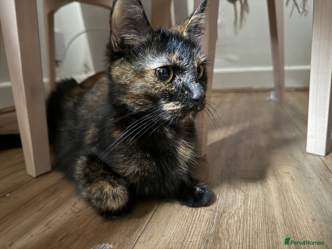 Mixed Breed cats for sale: available: one ginger boy and three girls - Image 8