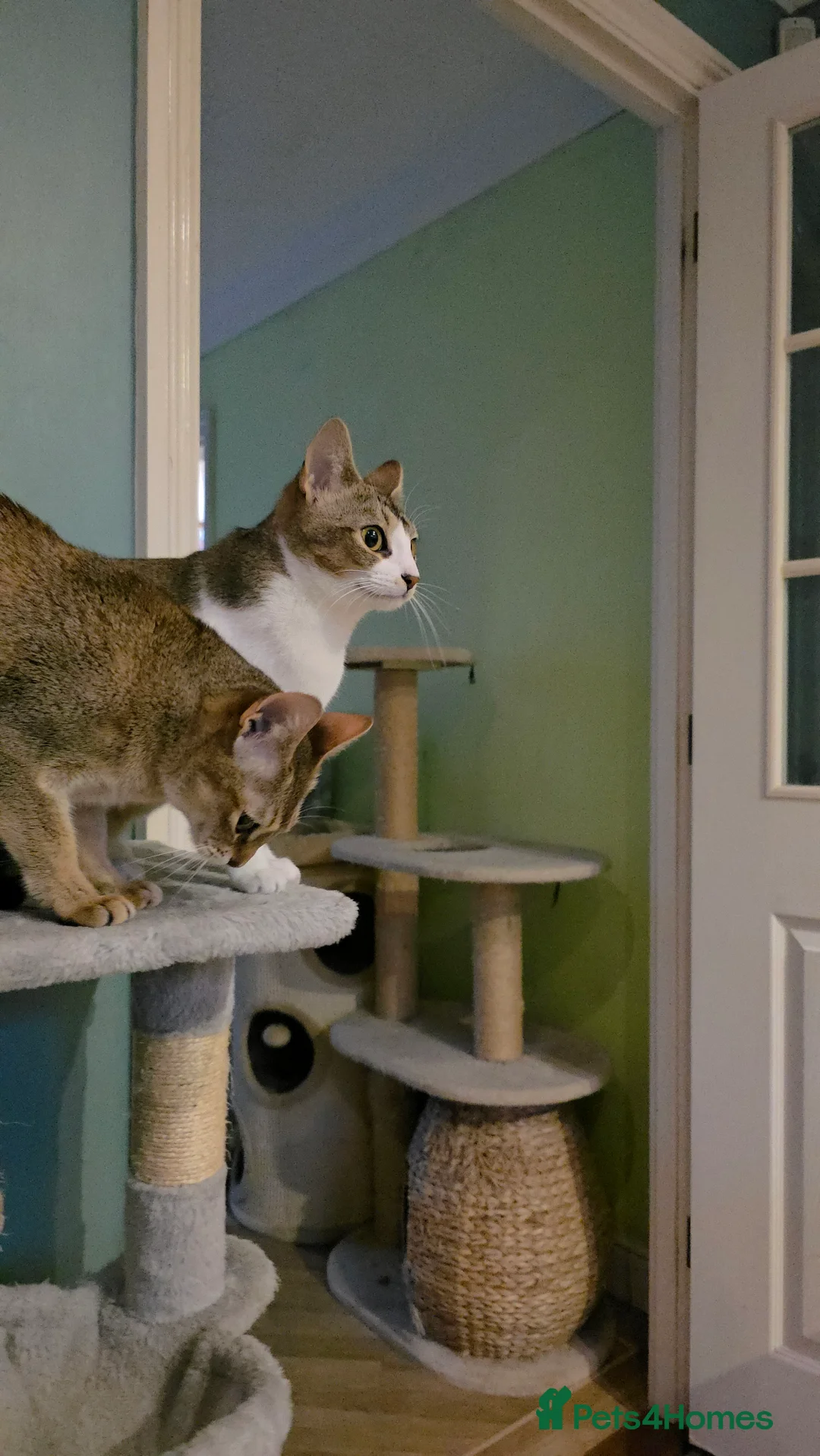 Singapura cats for sale: Accidental Singapura x Abyssinian x Moggie in Lowestoft - Advert 3