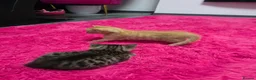 Mixed Breed cats for sale: Beautifull kittens ready to go  - Advert 22