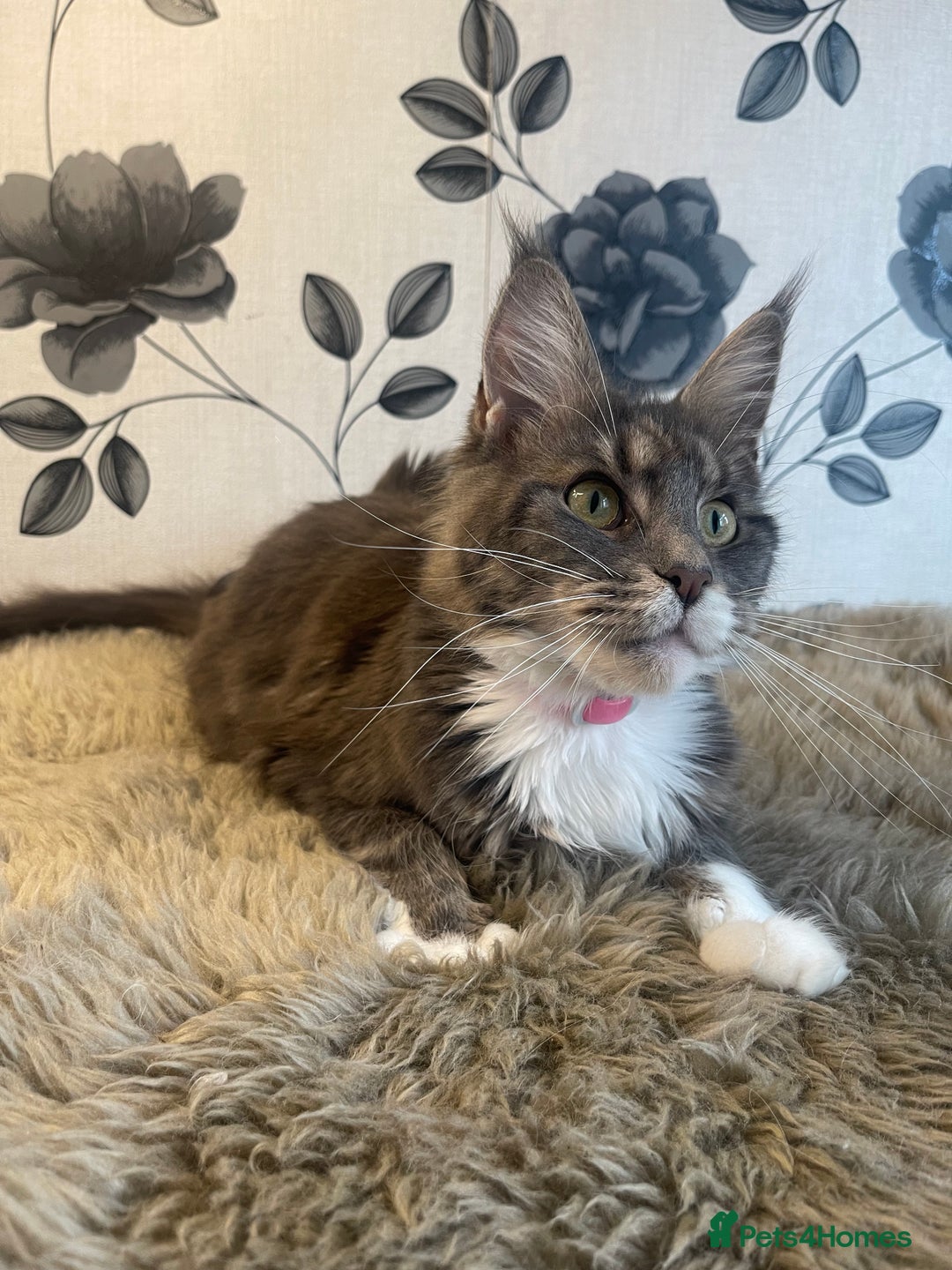 Maine Coon cats for sale: Female Maine coon  - Image 6