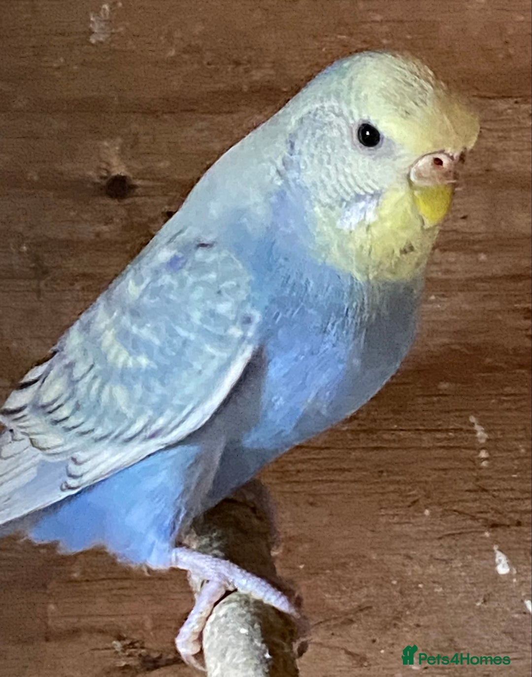 Budgerigars birds for sale: Beautiful Budgies - Image 28