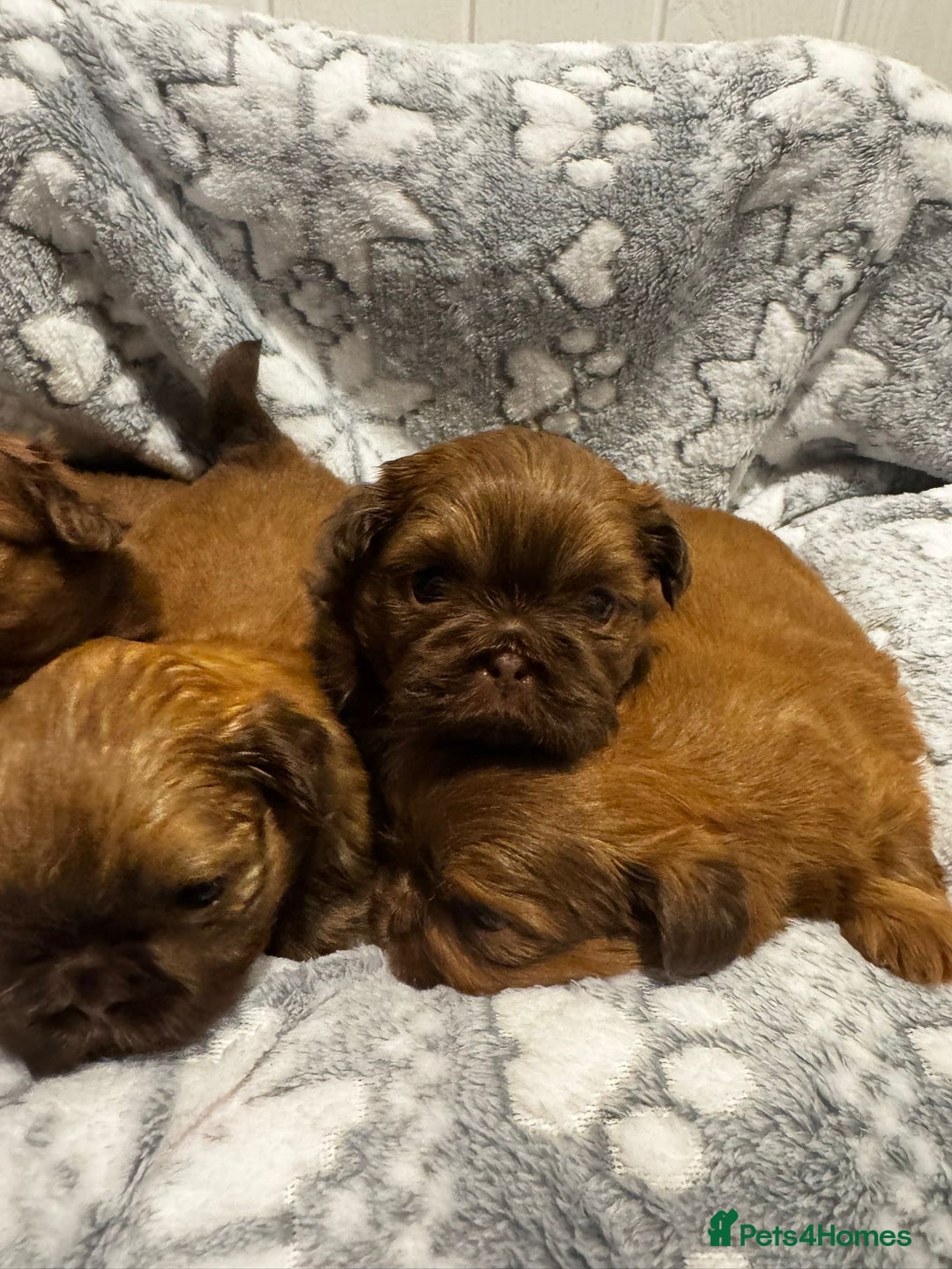 Shih Tzu dogs for sale: Chocolate imperial shihtzu puppies - Advert 1