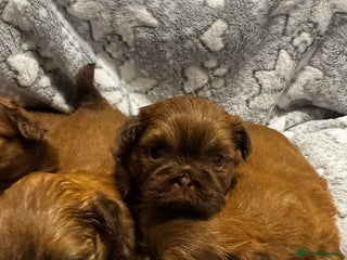 Shih Tzu dogs Chocolate imperial shihtzu puppies - Advert 1