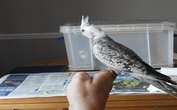 Cockatiels birds for sale: HAND REARED COCKATIELS , - Image 2