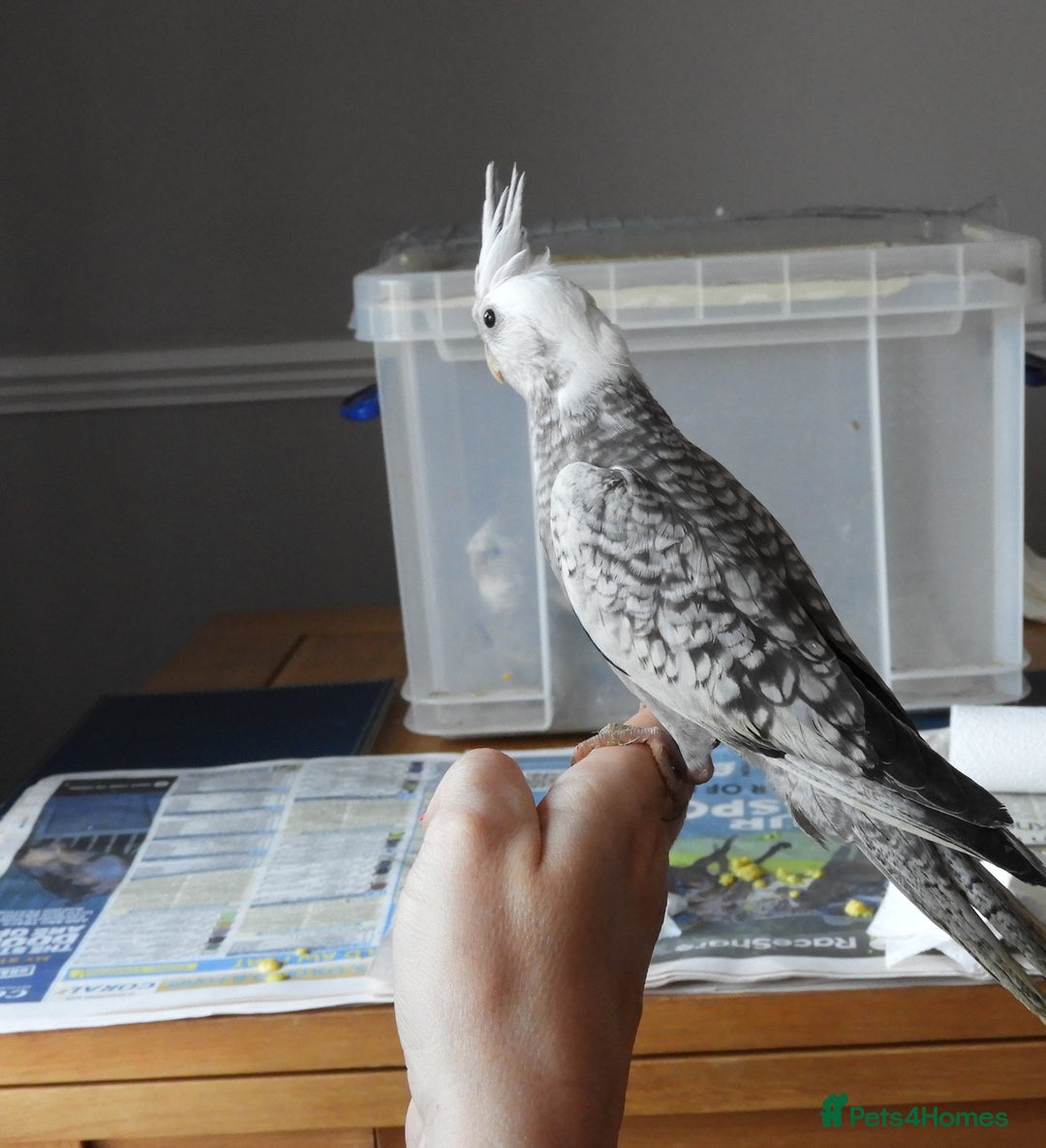 Cockatiels birds for sale: HAND REARED COCKATIELS , - Image 2