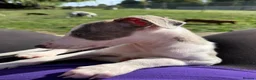 Whippet dogs for sale: Kennel Club Registered Whippet Pups Available  - Advert 15