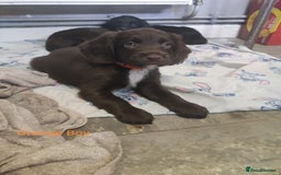 Mixed Breed dogs for sale: Sprockerpoo - Image 7