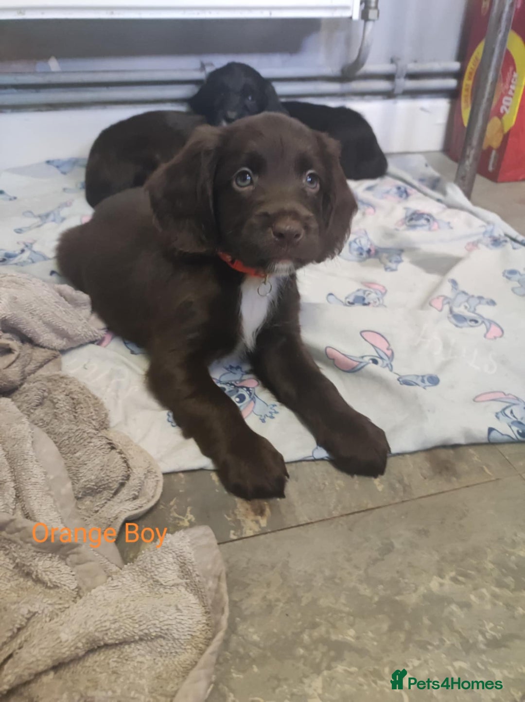 Mixed Breed dogs for sale: Sprockerpoo - Image 7