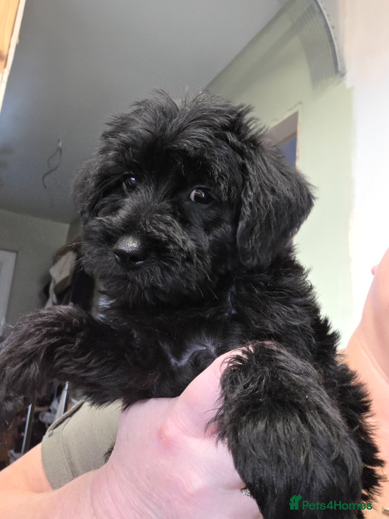 Schnoodle dogs Beautiful Schnoodle Puppies - Advert 2