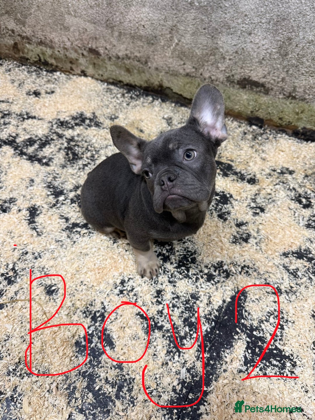 French Bulldog dogs for sale: Reduced French Bulldogs - Advert 13