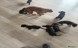 Mixed Breed dogs for sale: 🐶 Adorable 8-Week-Old Caverjack Puppies for Sale - Image 8
