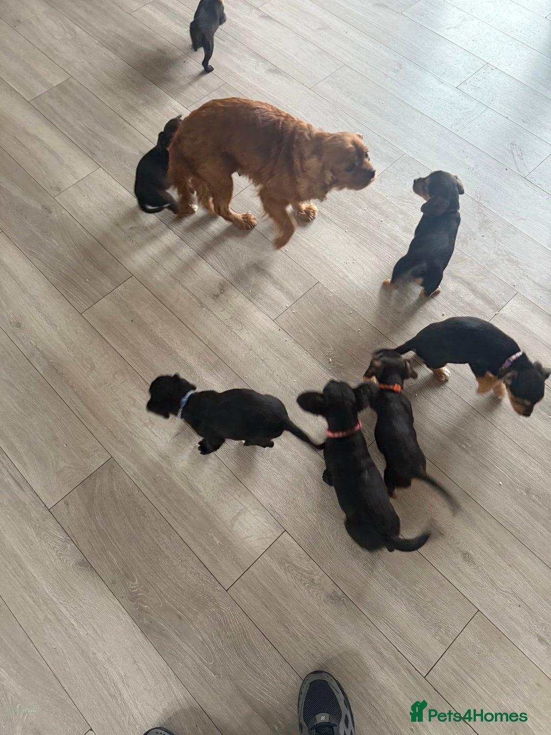 Mixed Breed dogs for sale: 🐶 Adorable 8-Week-Old Caverjack Puppies for Sale - Image 8