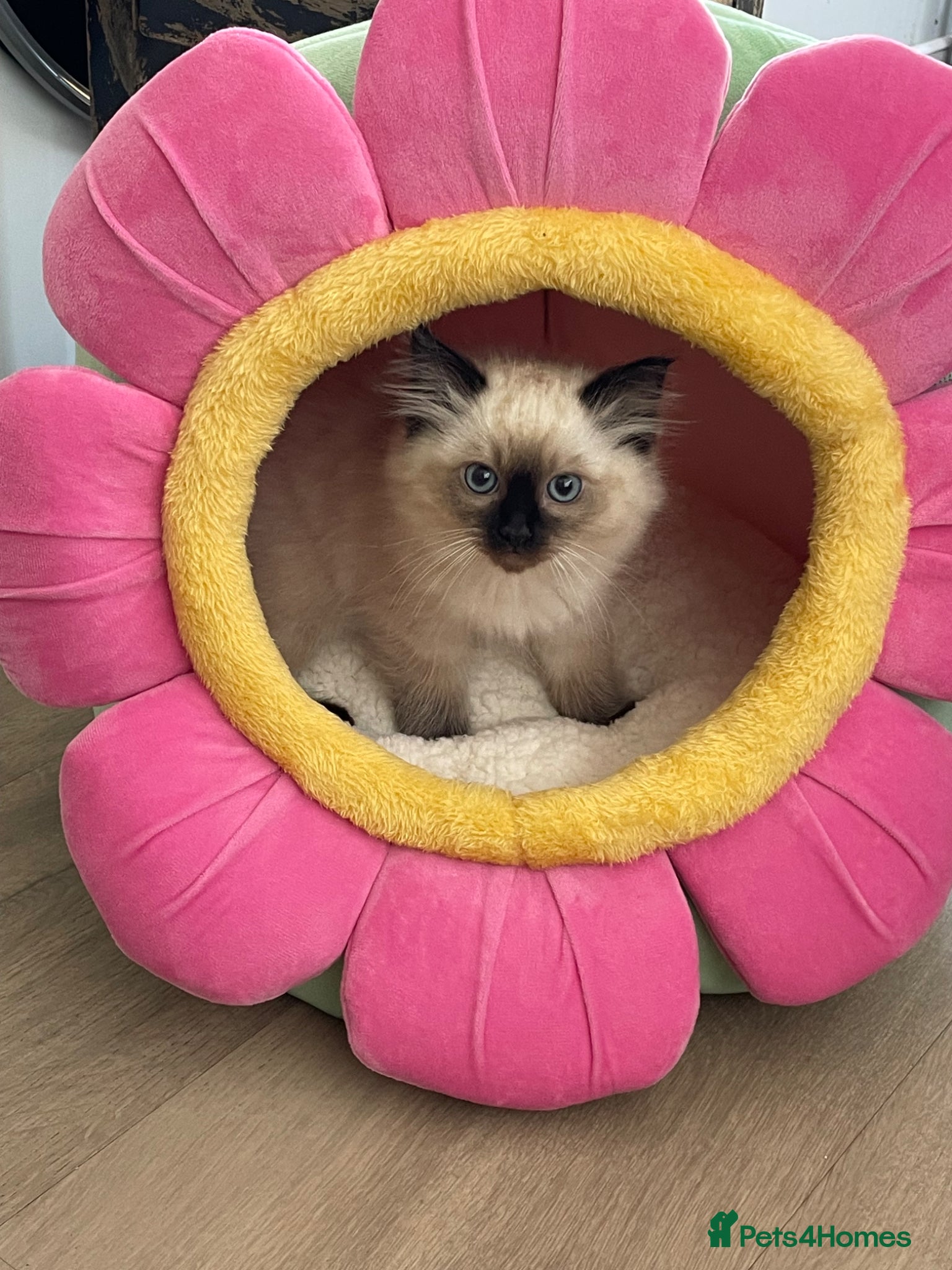 Ragdoll cats 1 Seal Point boy Ragdoll left💙🩵 - Advert 2