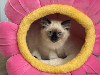 Ragdoll cats 1 Seal Point boy Ragdoll left💙🩵 - Advert 2