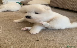 Samoyed dogs for sale: Samoyed puppies  - Image 13
