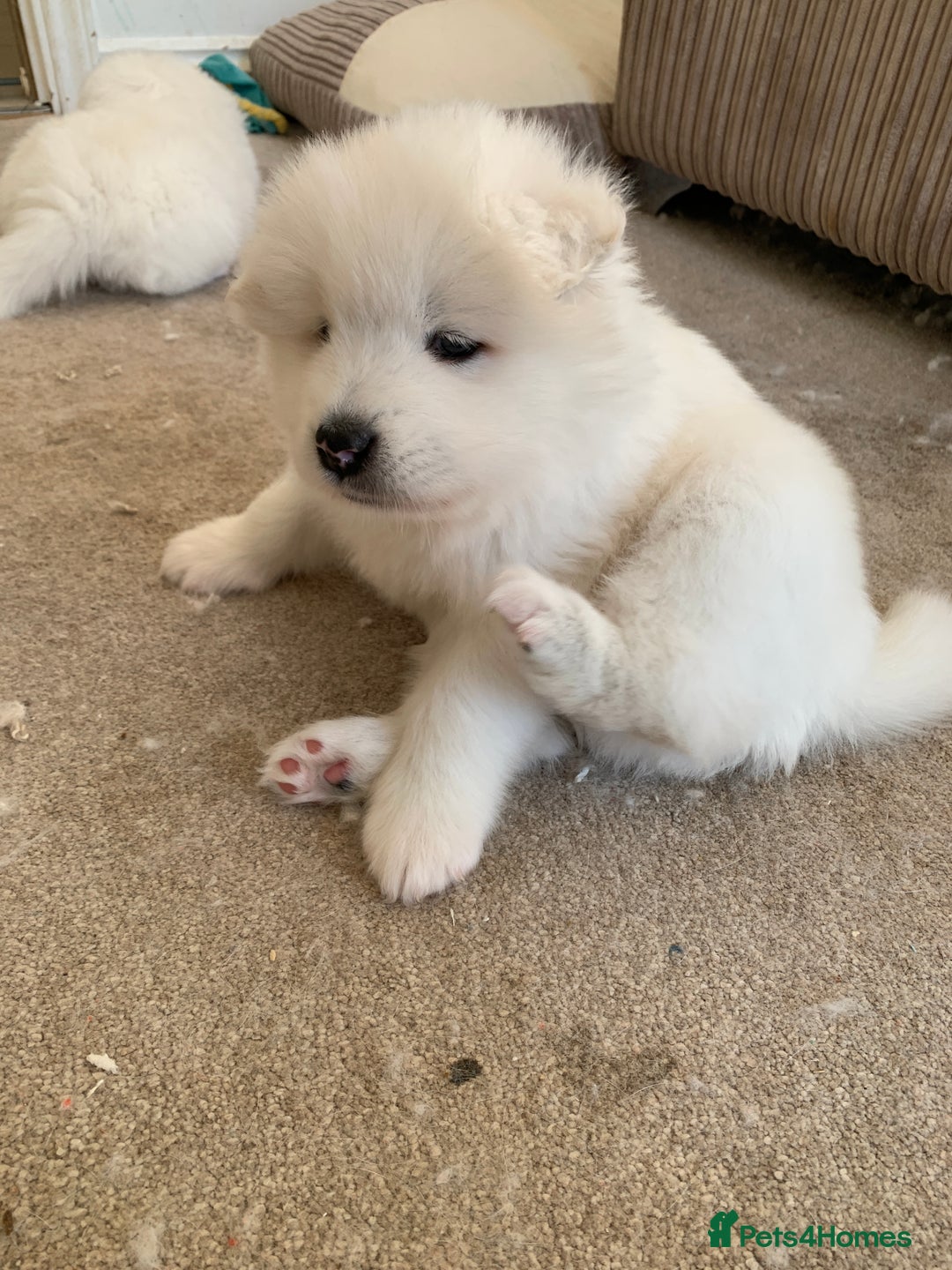 Samoyed dogs for sale: Samoyed puppies  - Image 13