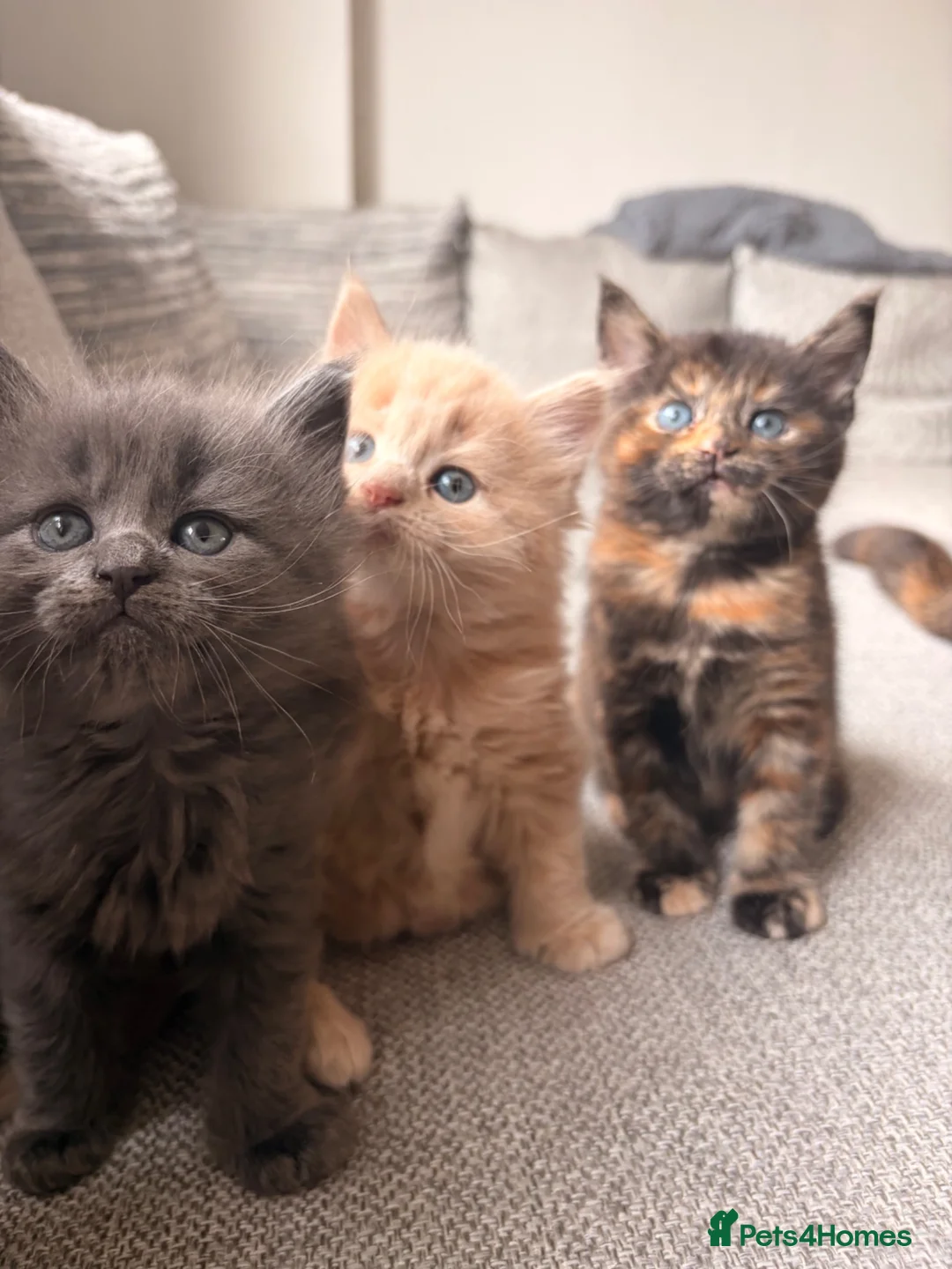 British Shorthair cats for sale: Beautiful BSH X Maine coon babies - Advert 2