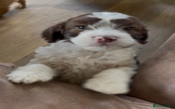 Cockapoo dogs for sale: Adorable cockerpoos  - Image 1