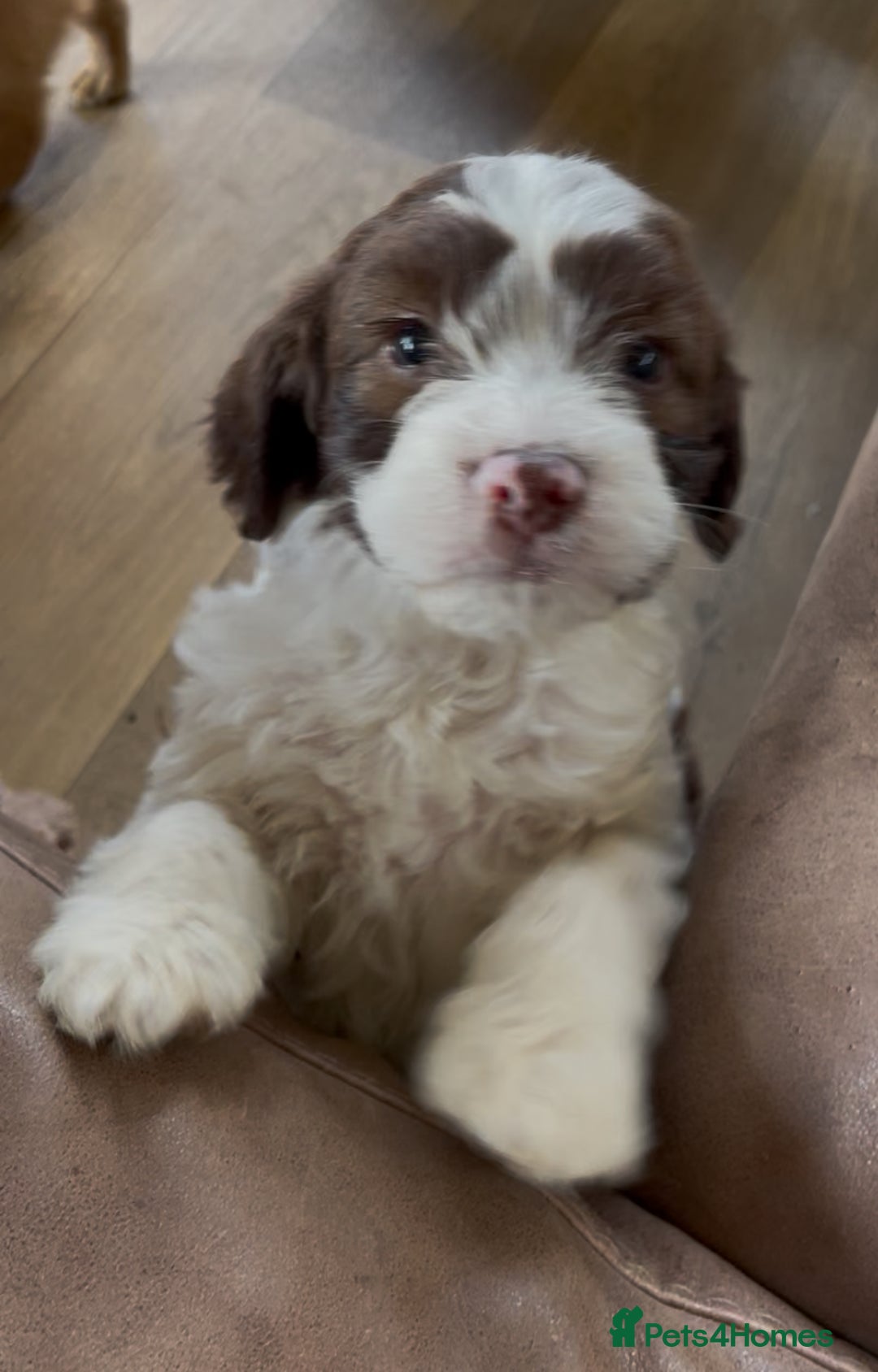 Cockapoo dogs for sale: Adorable cockerpoos  - Image 1