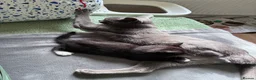 Russian Blue cats for sale: 2 Beautiful Russian Blue x Boys kittens - Advert 7