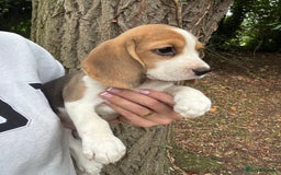 Beagle dogs for sale: BEAUTIFUL KC REG BEAGLES  - Image 7