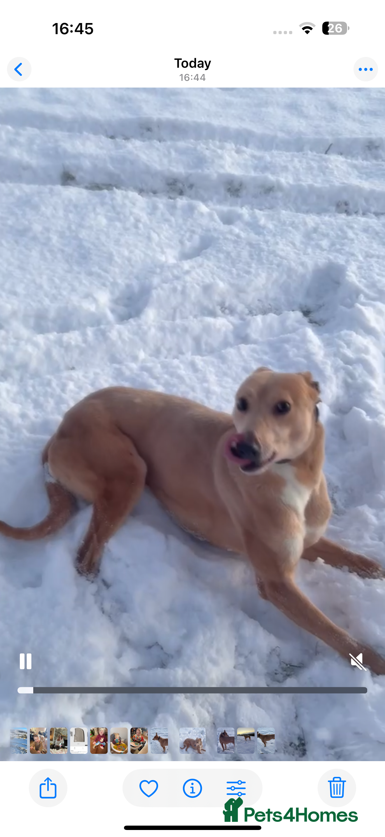 Greyhound dogs Beautiful Fawn Light Brown Male Greyhound (4yrs) - Advert 2