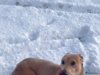 Greyhound dogs Beautiful Fawn Light Brown Male Greyhound (4yrs) - Advert 1