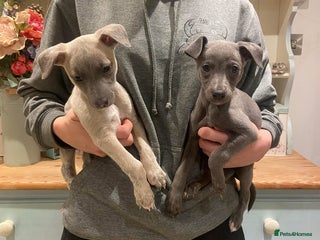 Whippet dogs Gorgeous KC Registered Whippet puppies - Advert 9