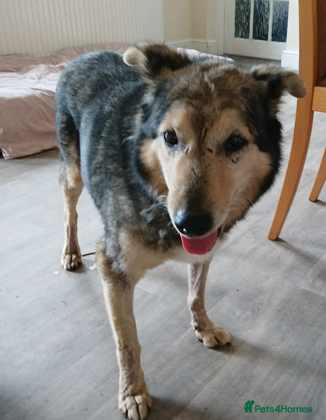 Mixed Breed dogs for adoption: Dapper Chap Henry in Malvern - Advert 2