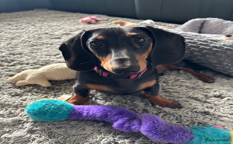 Miniature Dachshund dogs - Advert 8