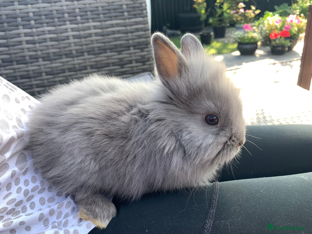 Lionhead rabbits for sale: 7 Beautiful double mane Lionhead Bunnies  - Image 24